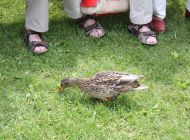 IMG_4779.JPG