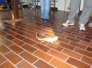DSC01572.jpg