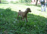 IMG_4285.jpg
