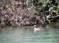 IMG_1620.JPG